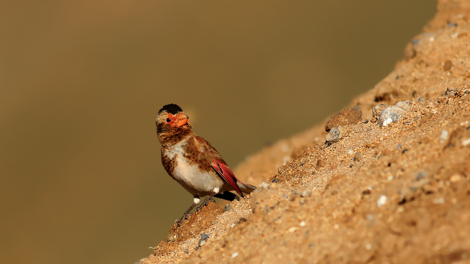 Crimson-winged Finch